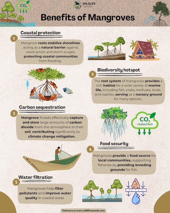 infographic showing 5 benefits of mangroves to the world