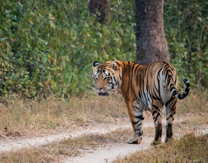 Bengal Tiger walking on a dirt road