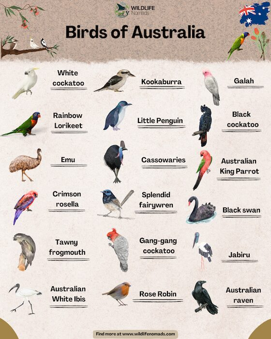 birdofaustraliaresized.webp birds of australia infographic