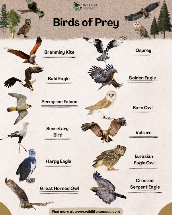 What Are Birds Of Prey Discover Their Types And Traits 