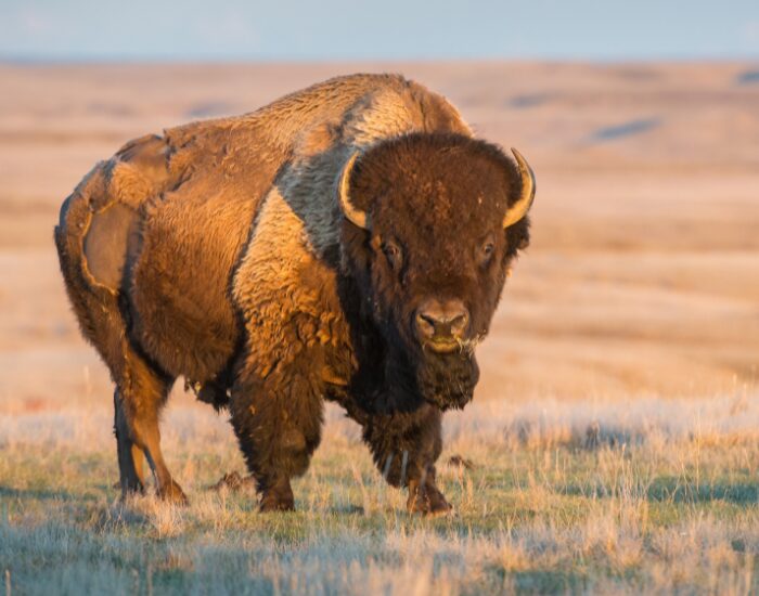 adult bison on a grass field looking at the camera