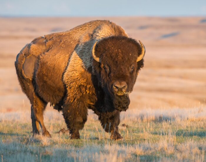 Bison in canada in the wild