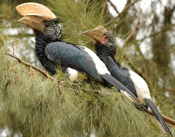 Black-and-white-casqued Hornbill on a tree