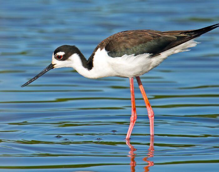  a Black-necked Stilt fishing