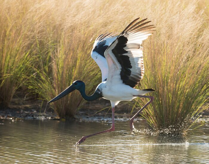 Black Necked stork in a wetland lapping its wings