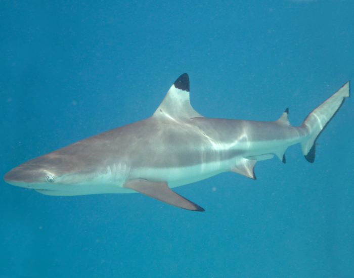 Black-tip-shark-1.webp Close up of a black tip shark