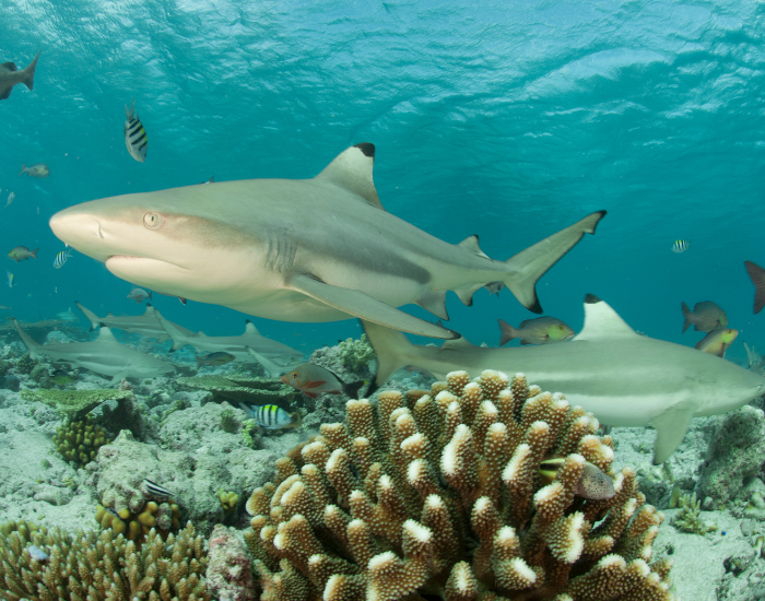 black tip reef shark near a coral in shallow water