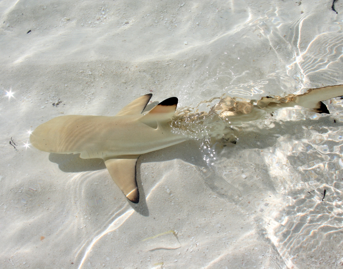 Black-tip-shark-shallow-water.webp black tip shark on shallow water
