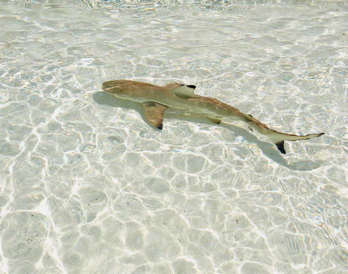 Black-tip-shark-shore-beach.webp