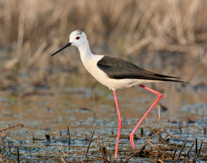 close up of a Black-winged Stilt waling on a swampy area