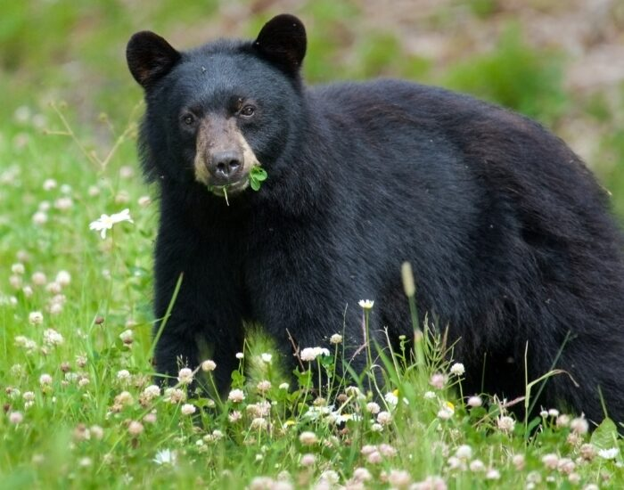 black bear eating a flowering plant