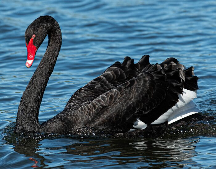 black swan swimming