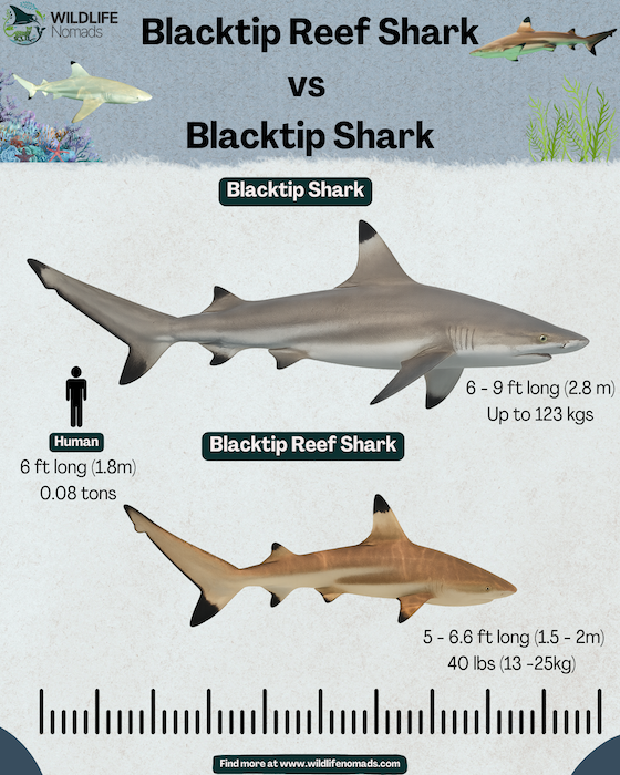 Infographic comparing black tip shark and a black tip reef shark