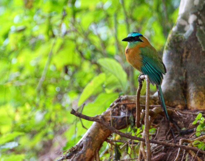 a Blue-crowned Motmot in the jungle