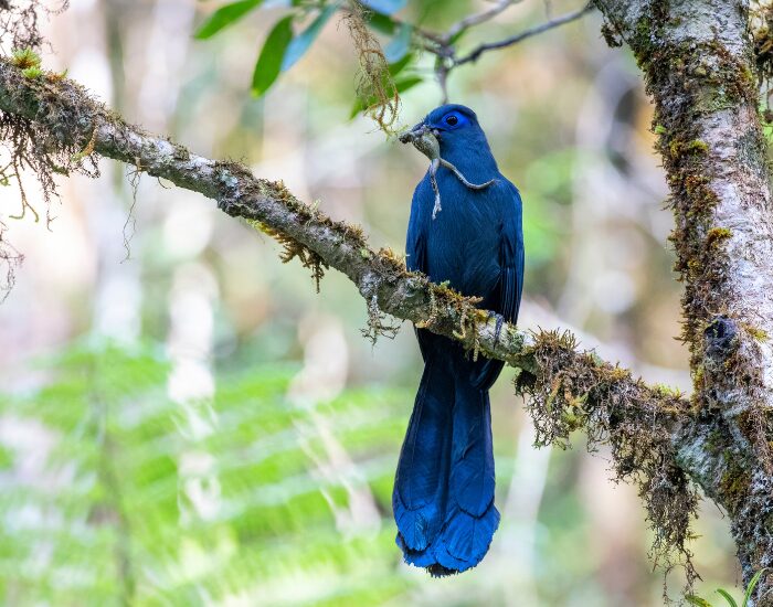 Blue Coua on a Tree Holding a Dead Frog on its Mouth