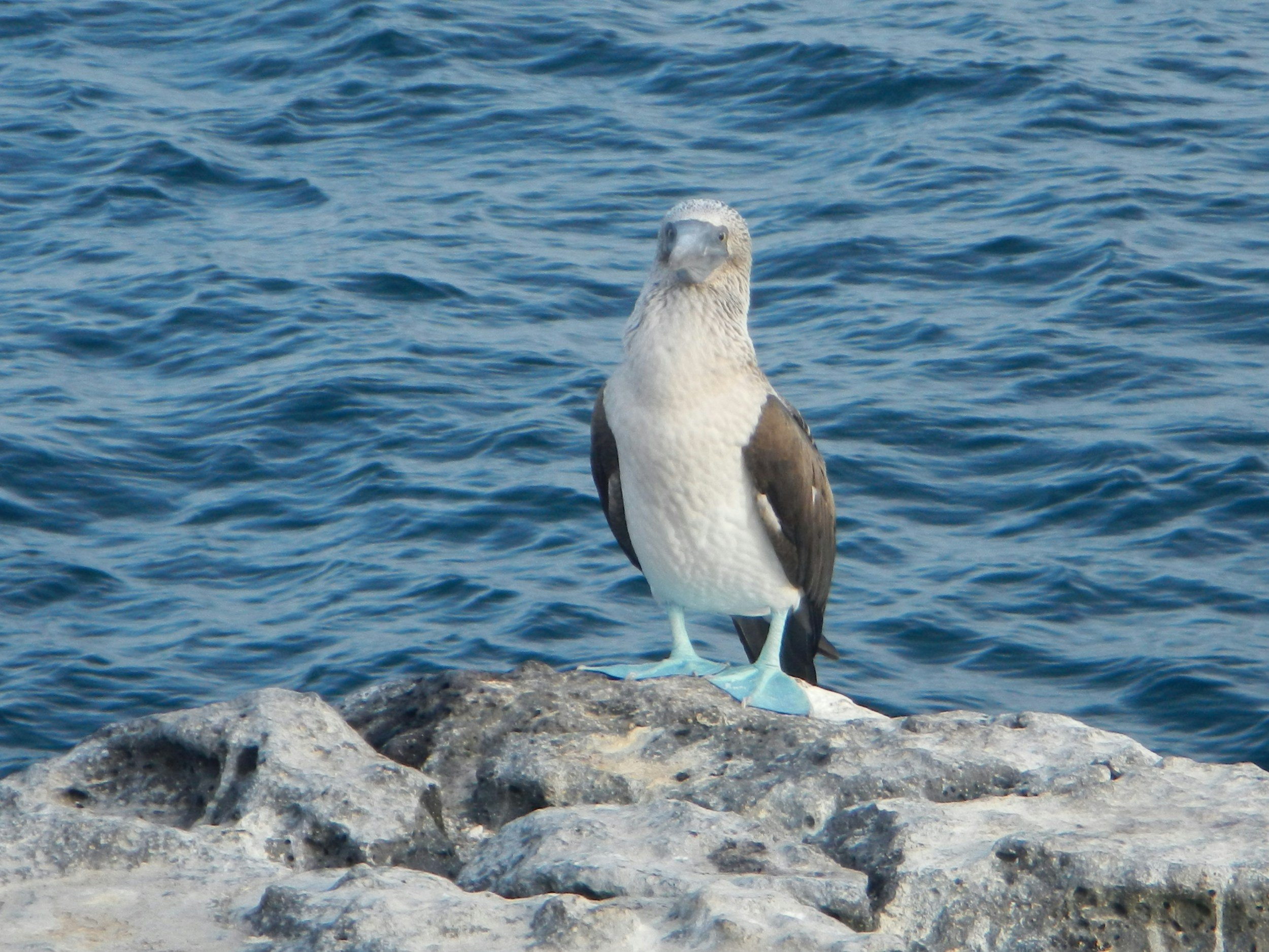 Getty Images A blue footed Bobbie standing on a rock