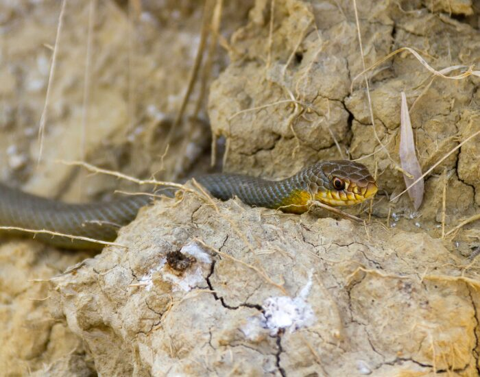 Blue Racer Snake crawling on the ground
