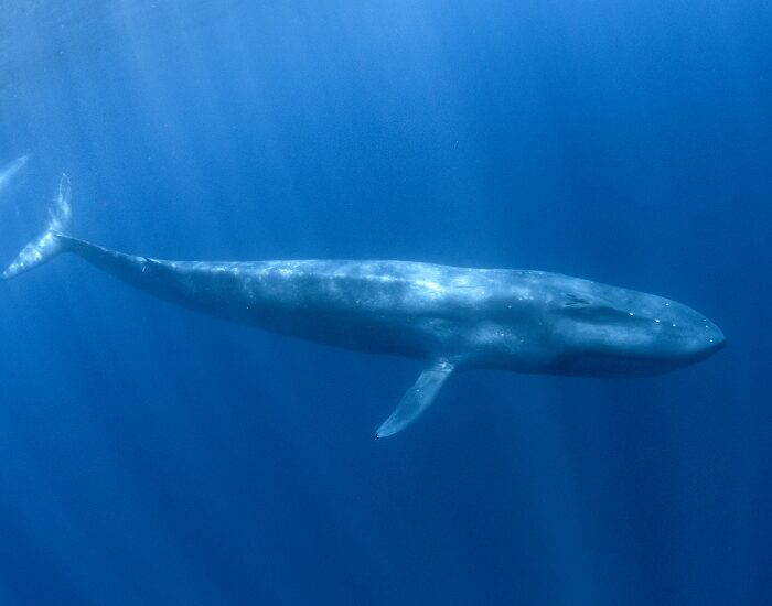 bluewhale 1.webp Blue Whale swimming