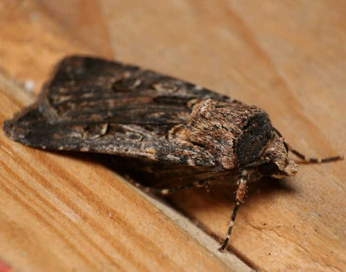 a Bogong Moth  laying over a wooden surface