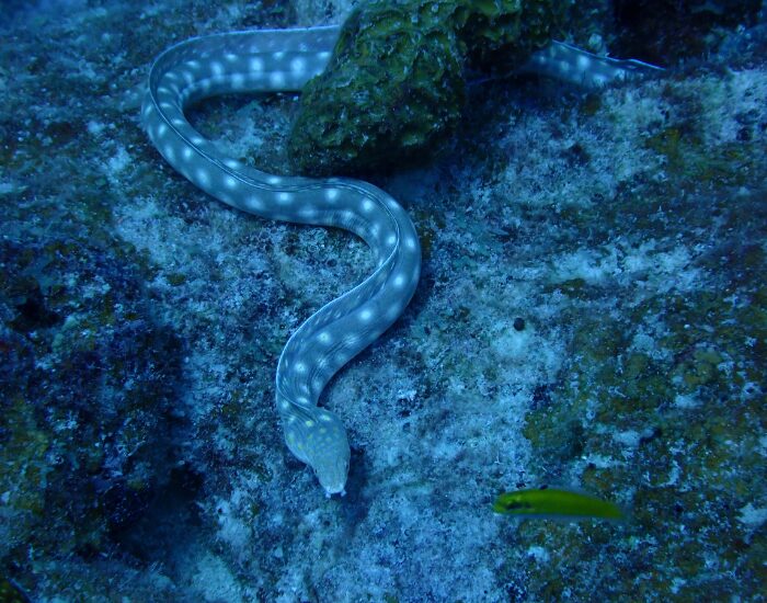  underwater photo Eel at Bonaire 