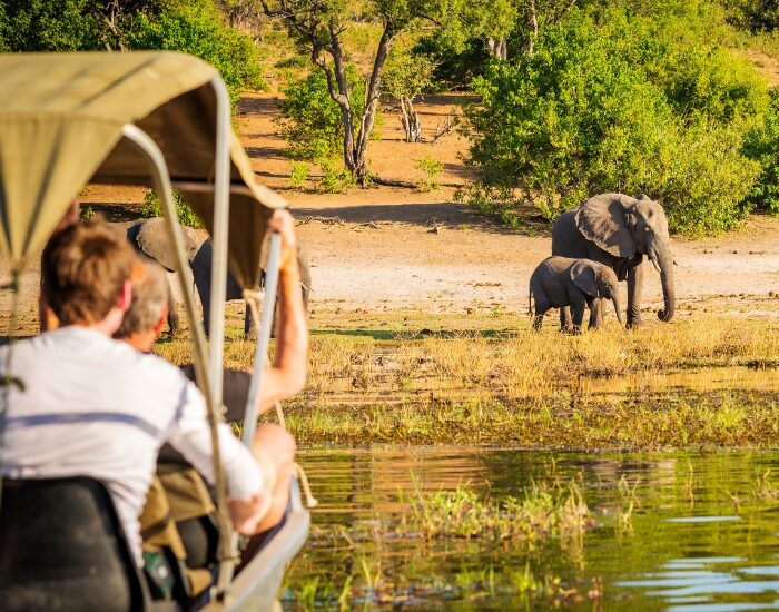 safari bus with people looking at a couple of elephants