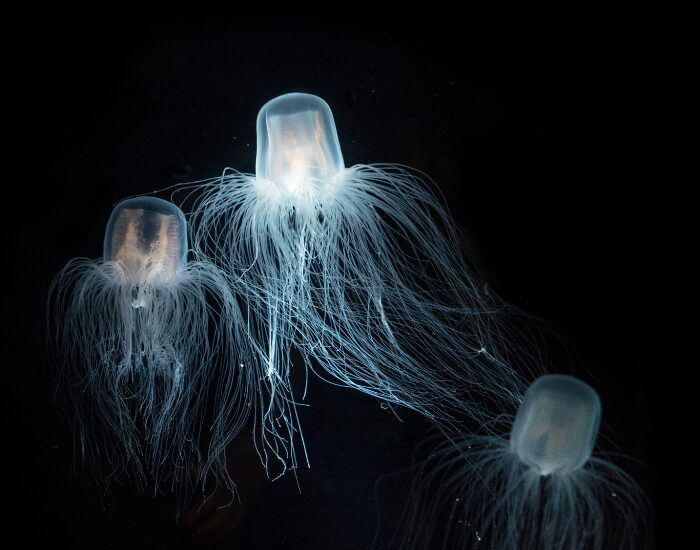 underwater photo of three immortal jellyfish