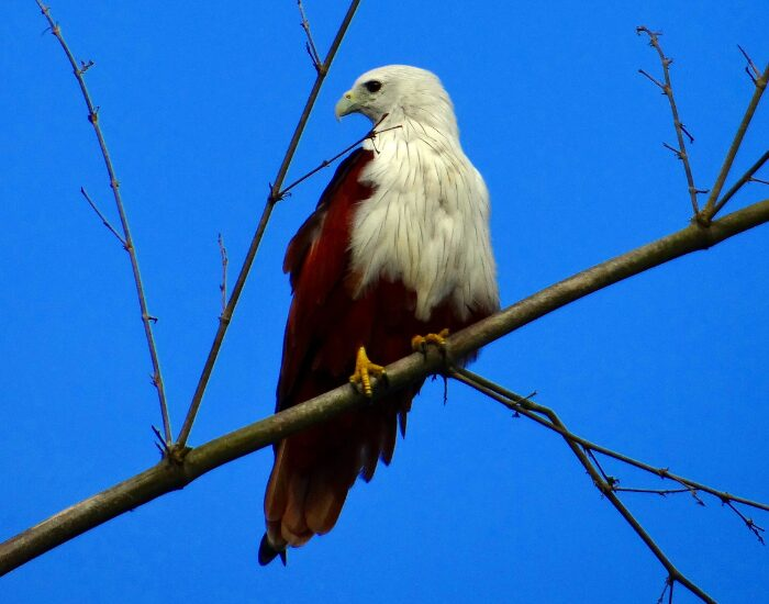  a Brahminy Kite standing over a tree branch