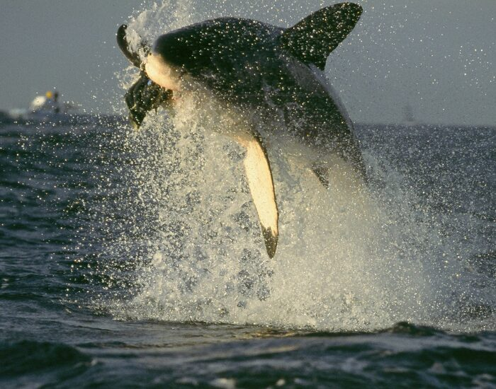 great white shark breaching hunting in the ocean