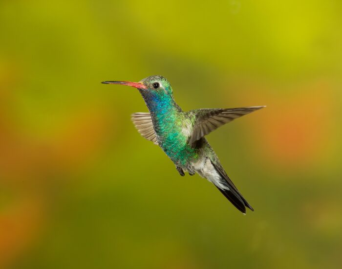 a close up of a Broad-billed Hummingbird