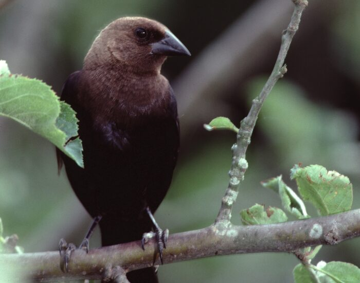 Getty Images close up of a Brown-headed Cowbird on a tree