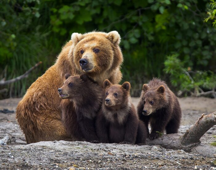 Getty Images Brown Bear Family of 4, 3 cubs, in the forest