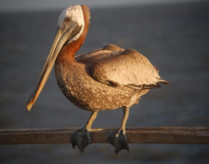 Brown Pelican  on a fence
