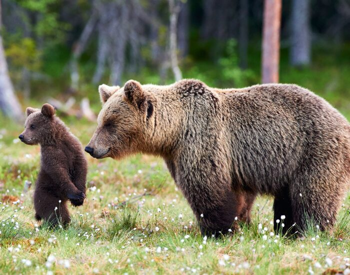 brownbear 1.webp Mom brown bear and her cub in the wild