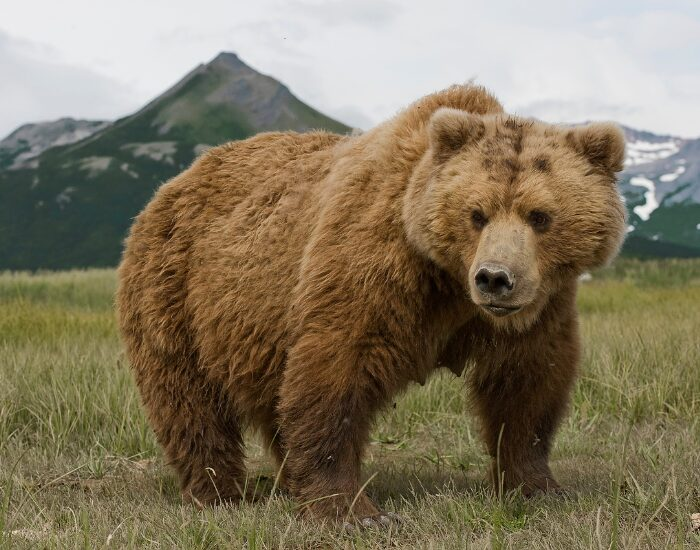 brown gobi bear