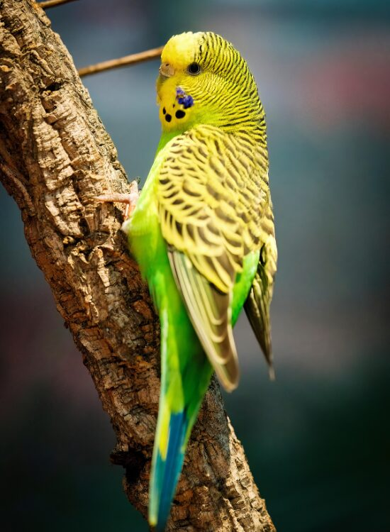 a Budgerigar standing on a tree
