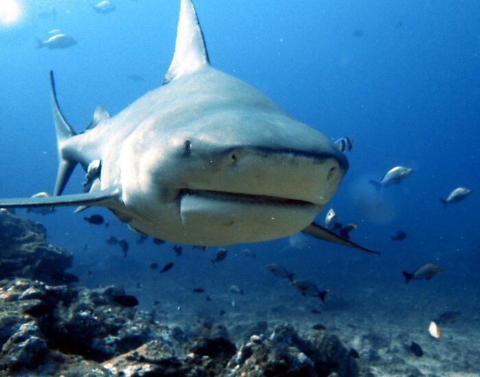  bull shark swimming approaching the camera