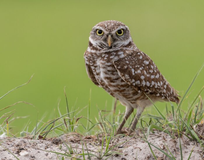 a burrowing owl standing over a sandy soil