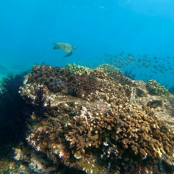  a marine turtle swimming in cabo pulmo
