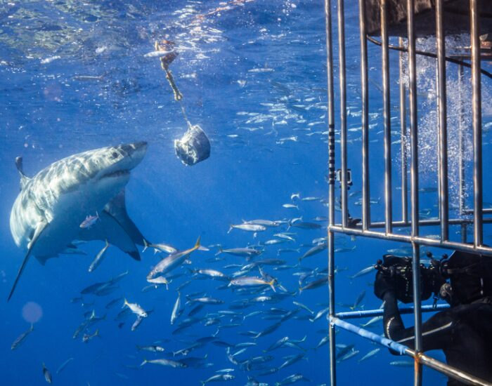 cage diving with great white sharks