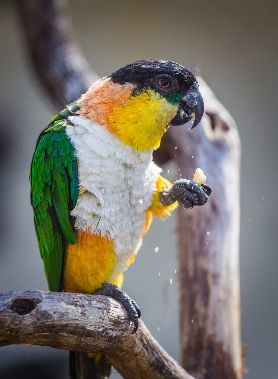 caique parrot close up