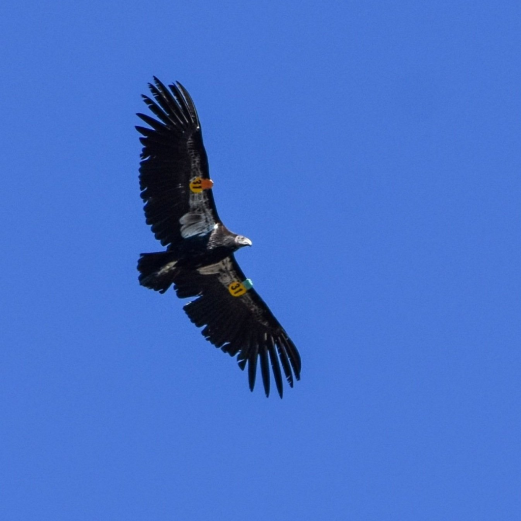 California Condor flying
