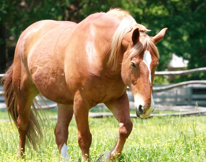  Canadian Horse walking