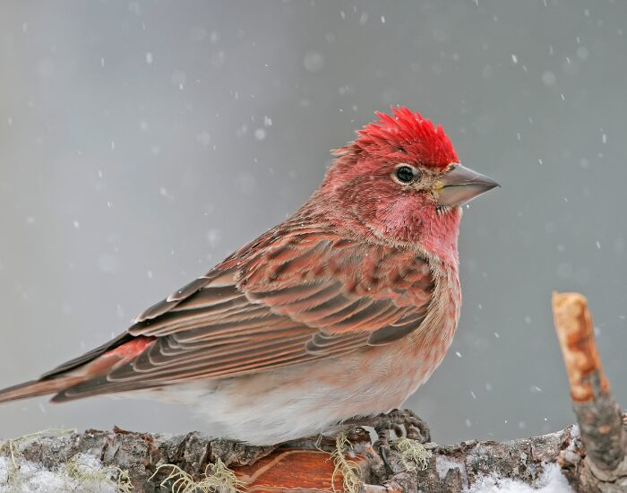 cassinsfinchhaemorhouscassinii.webp Cassin's Finch close up in winter