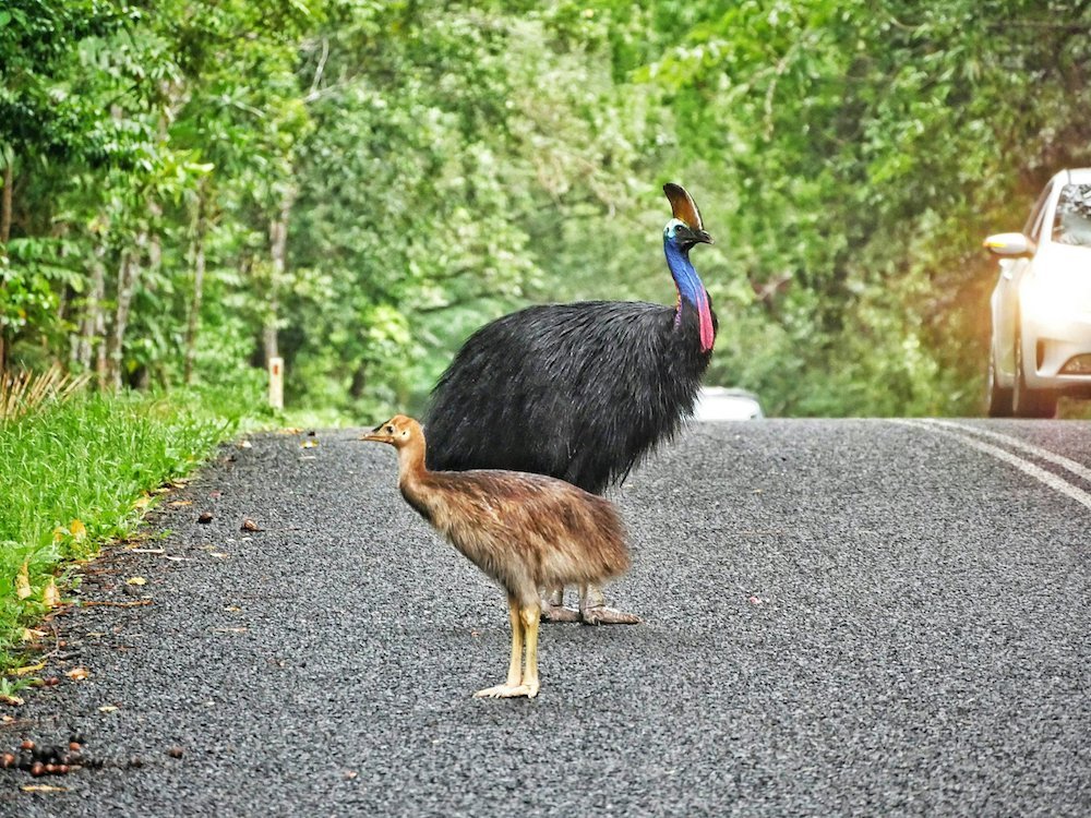 a mom Cassowary and its chick on a road in australia