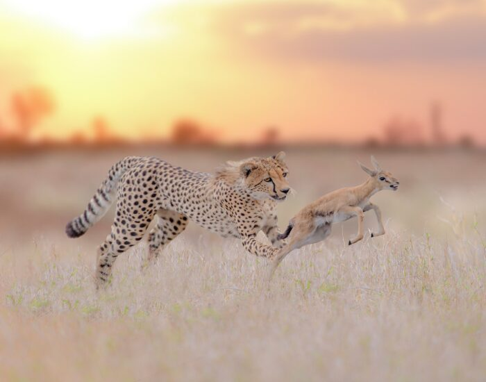 cheetahhunting.webp cheeta hhunting a gazelle