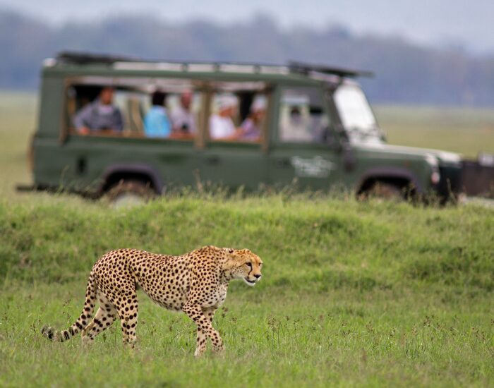 cheetah in the wild walking and a safari car behind