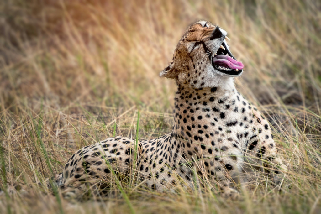 cheetah laying on the ground yawning