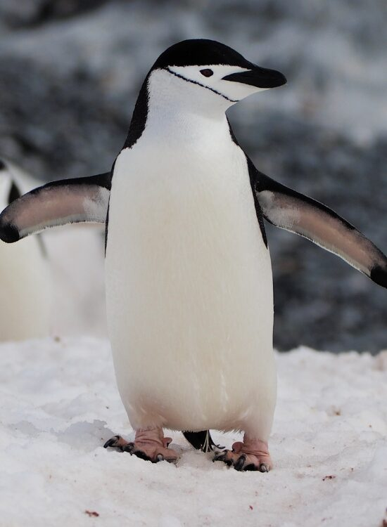 close up of a Chinstrap Penguin walking on ice