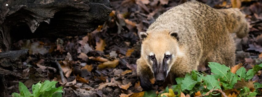 A coati walking through the jungle