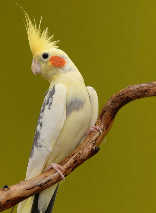 Cockatiel standing on a branch